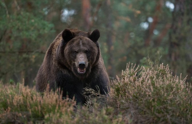 Auf einer Wanderroute am Berg Rausu in Japan attackiert ein Braunbär einen Mann und zieht ihn in einen Wald. (Symbolbild)<span class='image-autor'>Foto: IMAGO/R. Kistowski/wunderbare-Erde/IMAGO/Ralf Kistowski</span>