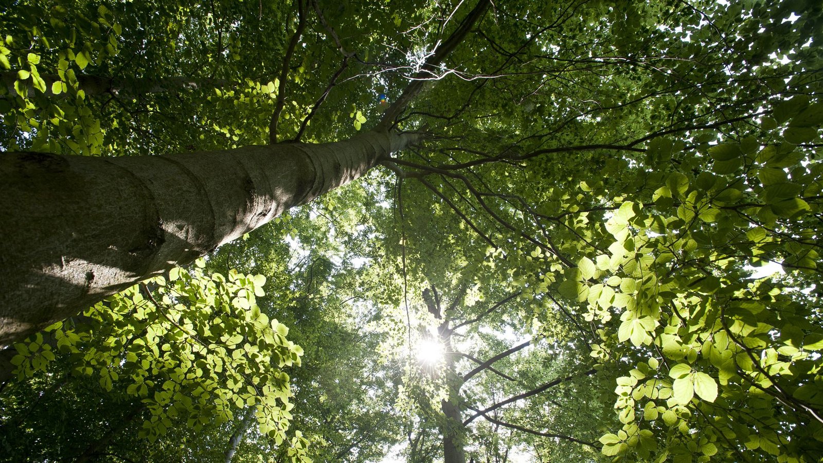 Der Wald speichert nicht mehr so viel Kohlenstoff – im Südwesten ist die Trendumkehr noch nicht so dramatisch wie im gesamten deutschen Wald.Foto: dapd/Jens Schlueter Der Wald speichert nicht mehr so viel Kohlenstoff – im Südwesten ist die Trendumkehr noch nicht so dramatisch wie im gesamten deutschen Wald.Foto: dapd/Jens Schlueter