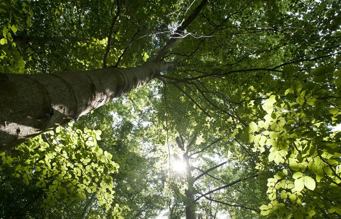Der Wald speichert nicht mehr so viel Kohlenstoff – im Südwesten ist die Trendumkehr noch nicht so dramatisch wie im gesamten deutschen Wald.<span class='image-autor'>Foto: dapd/Jens Schlueter</span>