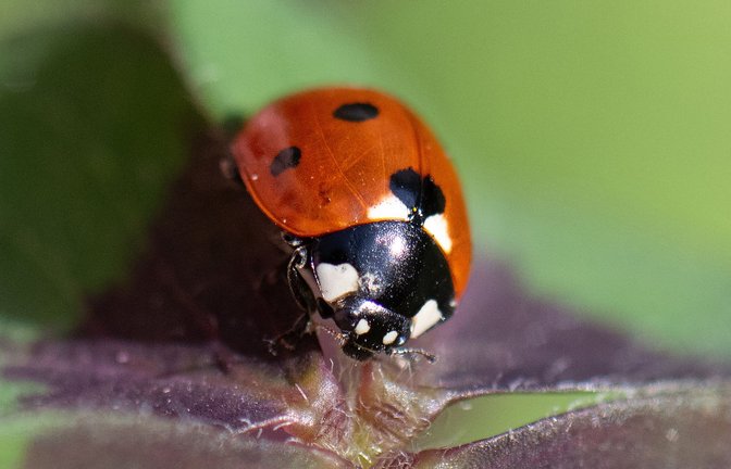 Marienkäfer gelten als Vielfresser.<span class='image-autor'>Foto: dpa/Boris Roessler</span>