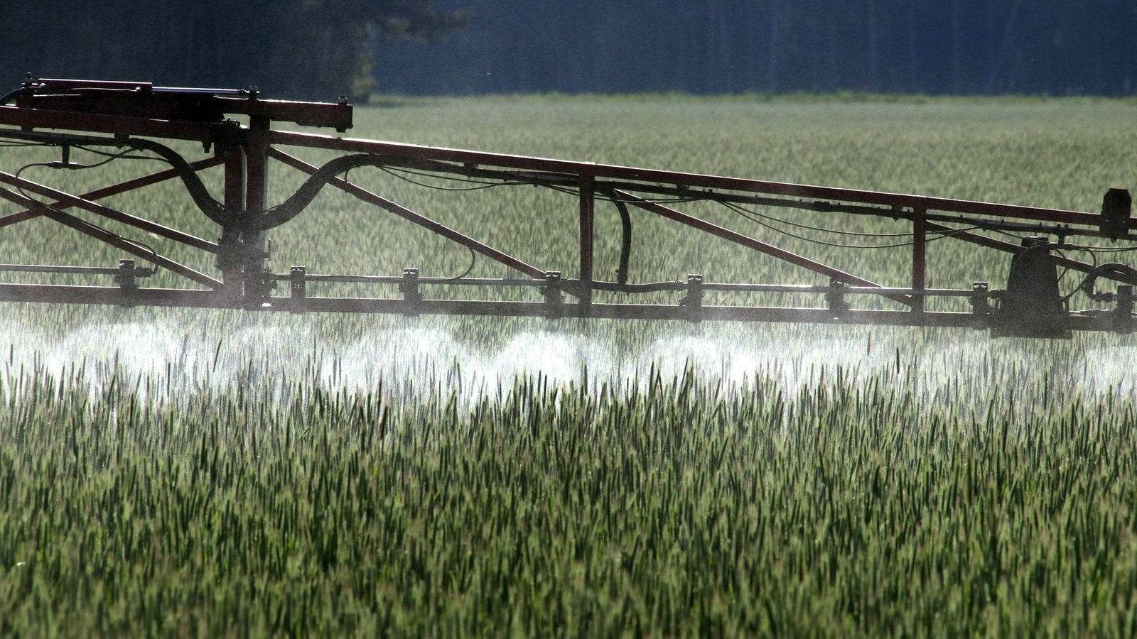 Ein Landwirt versprüht Pflanzenschutzmittel über ein Roggenfeld.Foto: Peter Förster/dpa