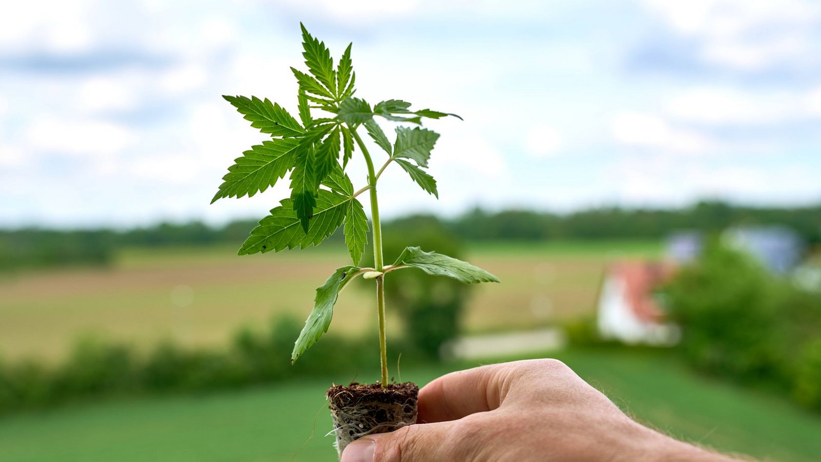 Der legale Anbau von Cannabis in Vereinen nur langsam voran (Symbolbild).Foto: IMAGO/Bihlmayerfotografie//Michael Bihlmayer Der legale Anbau von Cannabis in Vereinen nur langsam voran (Symbolbild).Foto: IMAGO/Bihlmayerfotografie//Michael Bihlmayer