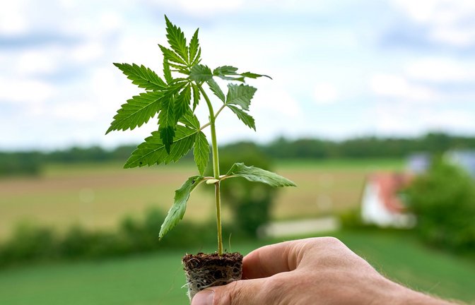 Der legale Anbau von Cannabis in Vereinen nur langsam voran (Symbolbild).<span class='image-autor'>Foto: IMAGO/Bihlmayerfotografie//Michael Bihlmayer</span>