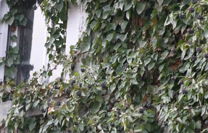 Efeu mit Früchten. Foto: Rücker