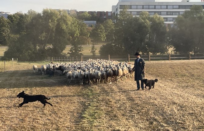 Henninger begleiteten die Hunde West (links) und Quintus (rechts).