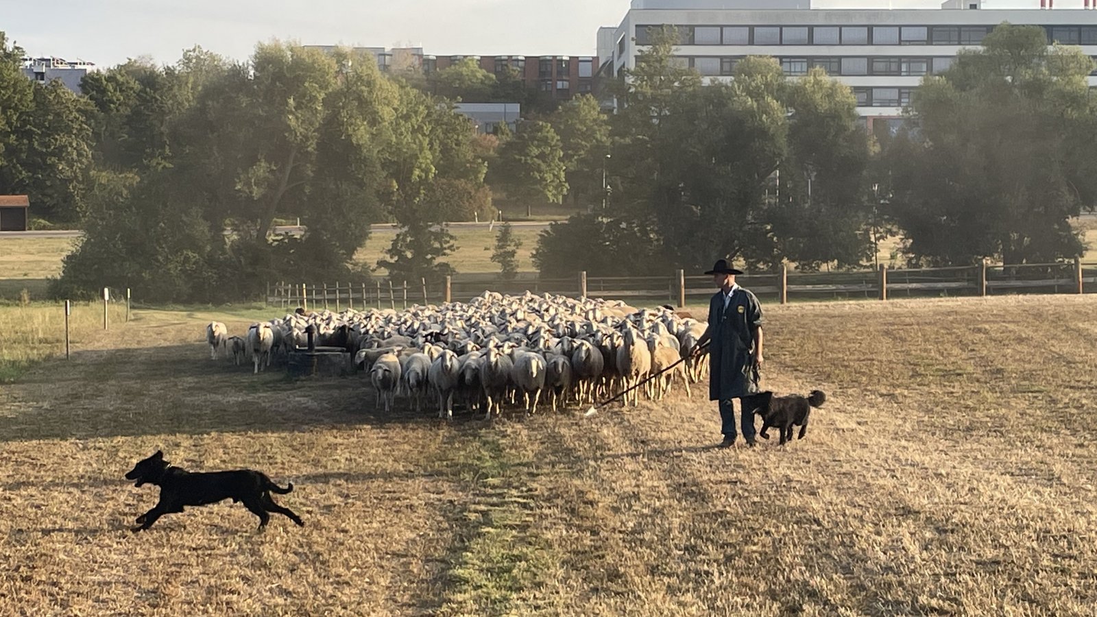 Henninger begleiteten die Hunde West (links) und Quintus (rechts). Henninger begleiteten die Hunde West (links) und Quintus (rechts).
