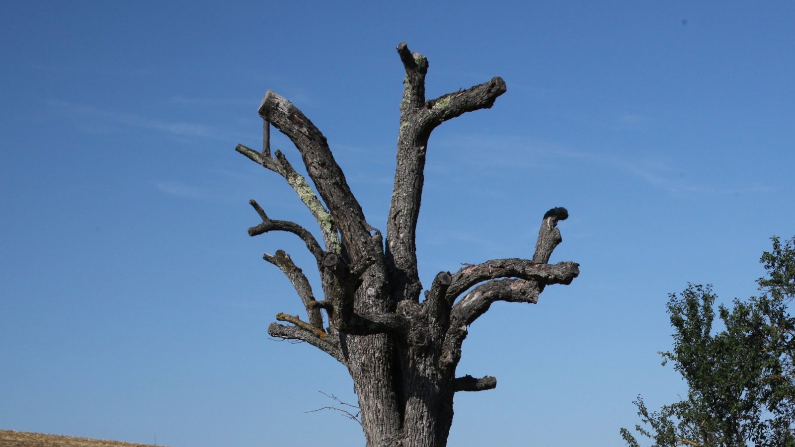 Krugstatt in Enzweihingen am Leinfelder Weg: Kein Schatten mehr, hier stand mal ein gesunder stattlicher Birnbaum. Foto: Hofer Krugstatt in Enzweihingen am Leinfelder Weg: Kein Schatten mehr, hier stand mal ein gesunder stattlicher Birnbaum. Foto: Hofer