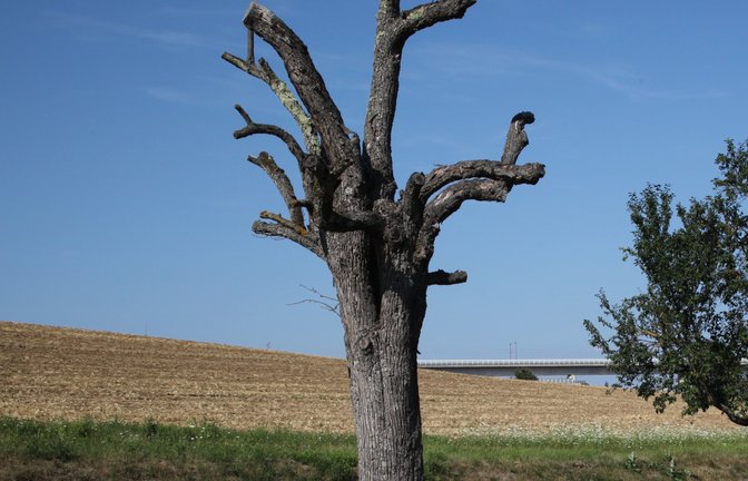 Krugstatt in Enzweihingen am Leinfelder Weg: Kein Schatten mehr, hier stand mal ein gesunder stattlicher Birnbaum. <span class='image-autor'>Foto: Hofer</span>