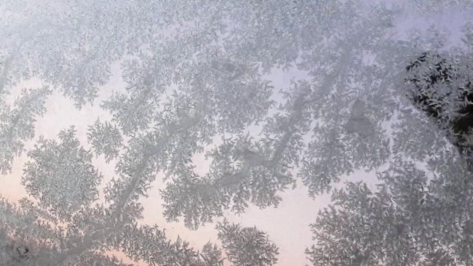 Die Sehnsucht nach Blumen stillt die Natur zurzeit nur durch Eisblumen.  Foto: Rücker