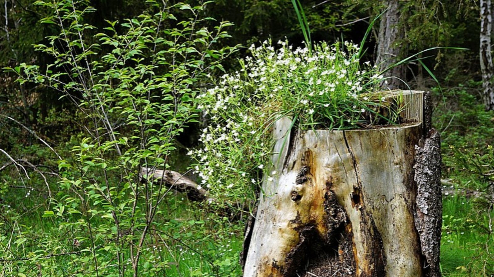 Totholz – gut für Ameisen und Blumen, schreibt Rudi Thalhäuser aus Gündelbach zu seinem Foto.