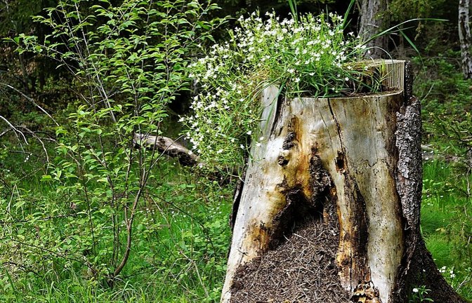 Totholz – gut für Ameisen und Blumen, schreibt Rudi Thalhäuser aus Gündelbach zu seinem Foto.