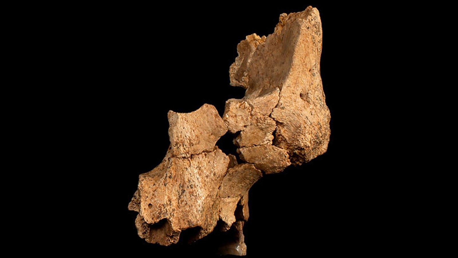 Diese in Nordspanien entdeckten Knochen zeigen Teile der linken Gesichtshälfte eines 1,1 bis 1,4 Millionen Jahre alten Frühmenschen. Es ist das älteste Gesichtsfossil Europas.Foto: © Maria D. Guillén/IPHES-CERCA, Elena Santos/CENIEH Diese in Nordspanien entdeckten Knochen zeigen Teile der linken Gesichtshälfte eines 1,1 bis 1,4 Millionen Jahre alten Frühmenschen. Es ist das älteste Gesichtsfossil Europas.Foto: © Maria D. Guillén/IPHES-CERCA, Elena Santos/CENIEH