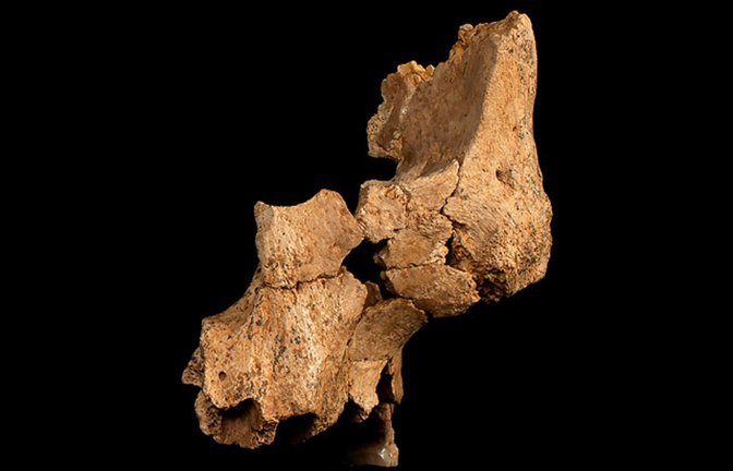 Diese in Nordspanien entdeckten Knochen zeigen Teile der linken Gesichtshälfte eines 1,1 bis 1,4 Millionen Jahre alten Frühmenschen. Es ist das älteste Gesichtsfossil Europas.<span class='image-autor'>Foto: © Maria D. Guillén/IPHES-CERCA, Elena Santos/CENIEH</span>