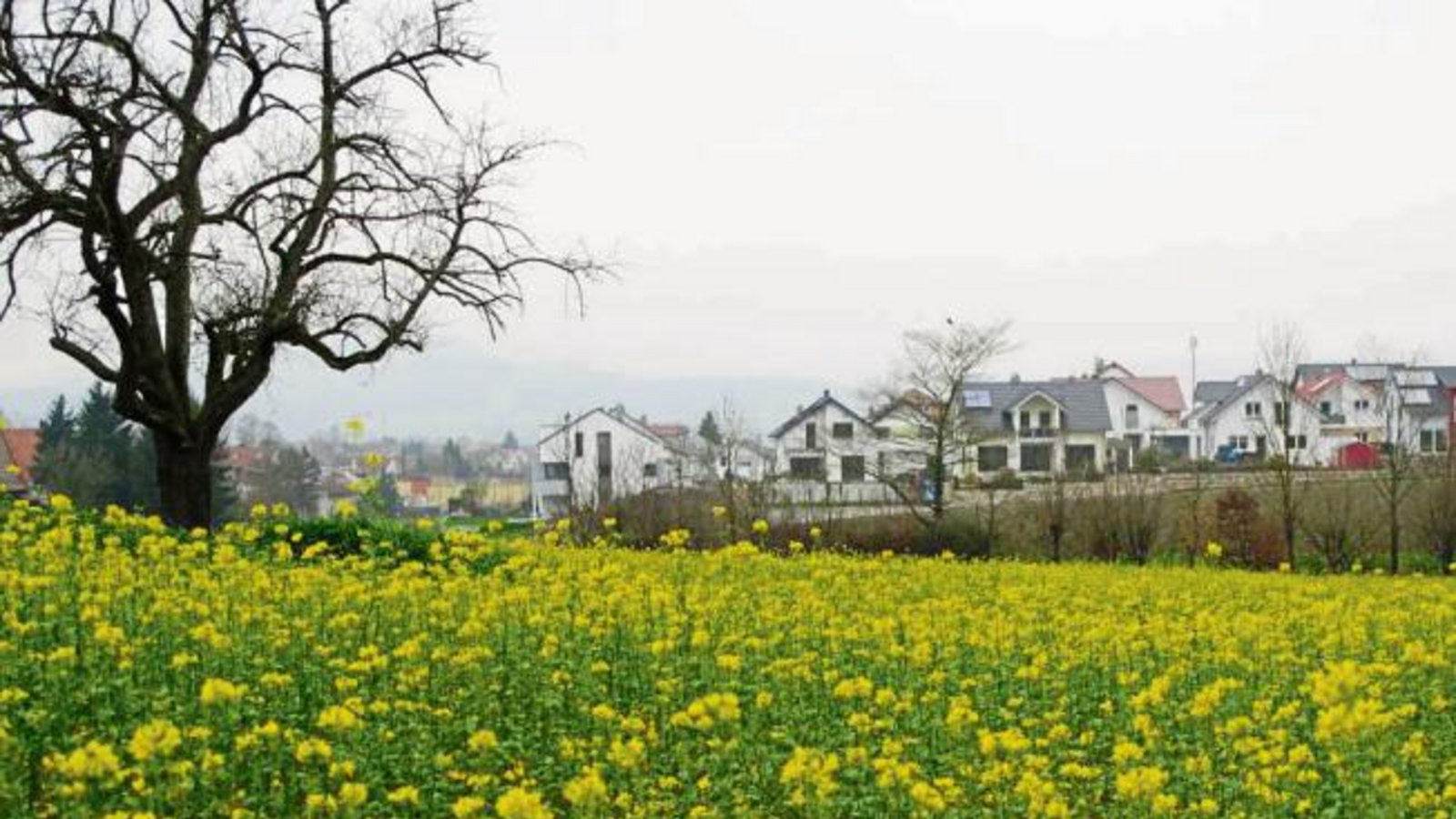 Lothar Makkens hat vor wenigen Tagen Sersheim im Morgendunst, von Osten gesehen, im Bild festgehalten. „Es wirkt so gar nicht weihnachtlich“, findet er. Lothar Makkens hat vor wenigen Tagen Sersheim im Morgendunst, von Osten gesehen, im Bild festgehalten. „Es wirkt so gar nicht weihnachtlich“, findet er.