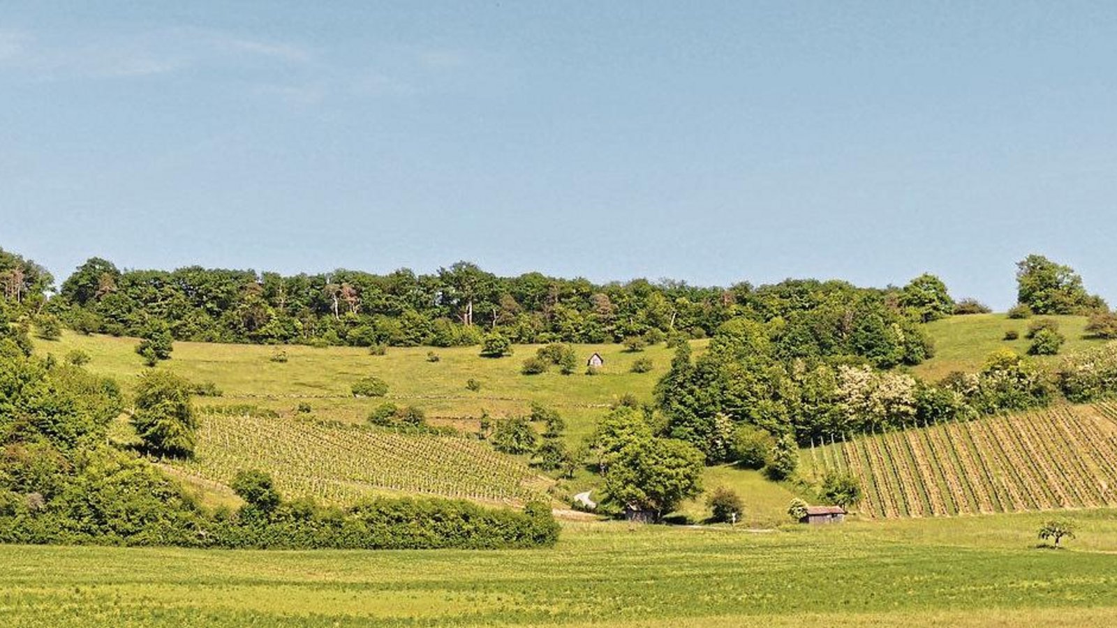 Blick auf das Naturschutzgebiet Füllmenbacher Hofberg mit Weinbergen, Magerrasen und Trockengebüschen. Foto: Gramlich/RPK Blick auf das Naturschutzgebiet Füllmenbacher Hofberg mit Weinbergen, Magerrasen und Trockengebüschen. Foto: Gramlich/RPK