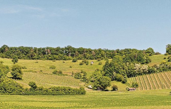 Blick auf das Naturschutzgebiet Füllmenbacher Hofberg mit Weinbergen, Magerrasen und Trockengebüschen.  Foto: Gramlich/RPK