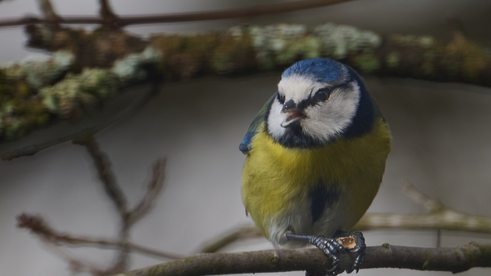 Mit dieser putzigen Blaumeise von Werner Frey aus Ensingen erinnern wir nochmal an die Aktion „Stunde der Wintervögel“ von Nabu und LBV. Noch bis morgen lautet das Motto, eine Stunde Piepmätze zählen und an den Nabu melden – per Internet unter nabu.de. Werner Frey meint, dass sich die Blaumeise nach dem Verspeisen eines Sonnenblumenkerns zu freuen scheint. „Deshalb sollten wir die Winterfütterung nicht vergessen“, schreibt er.