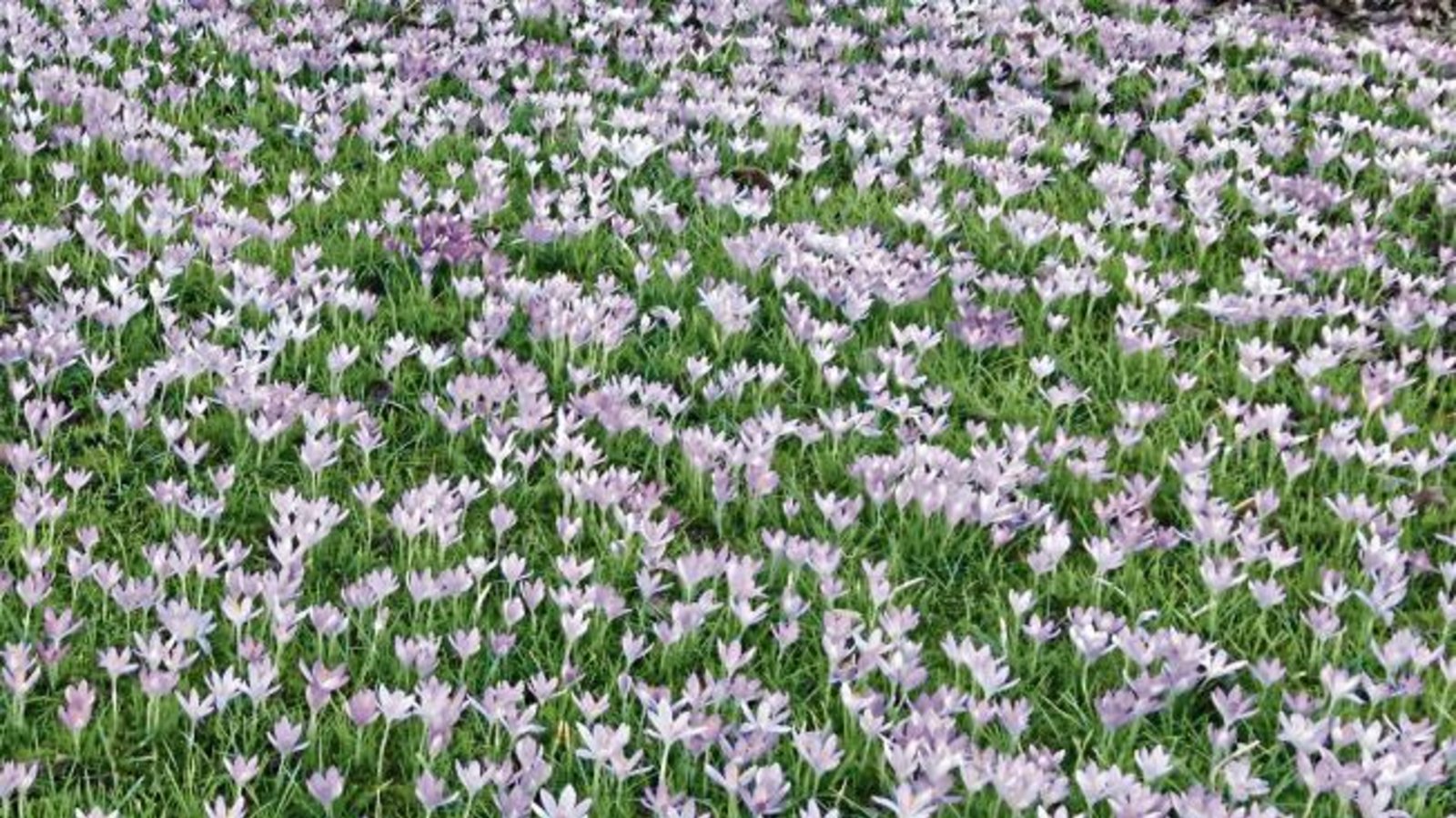 Im Garten von Else Bahmer in Gündelbach kündigt sich der Frühling bereits mit ziemlicher Macht an – und mit einem sehenswerten Krokusteppich. Im Garten von Else Bahmer in Gündelbach kündigt sich der Frühling bereits mit ziemlicher Macht an – und mit einem sehenswerten Krokusteppich.