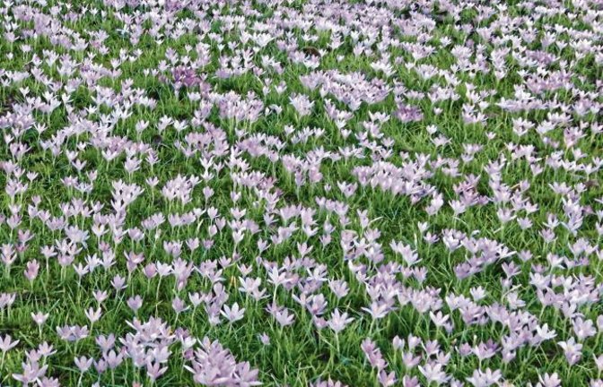 Im Garten von Else Bahmer in Gündelbach kündigt sich der Frühling bereits mit ziemlicher Macht an – und mit einem sehenswerten Krokusteppich.