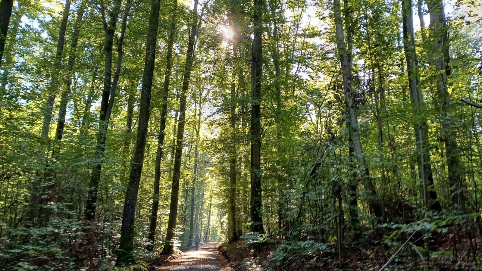 wald sr