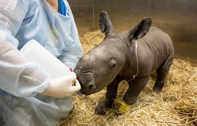 Stolze 60 Kilogramm wog das Nashorn-Baby bei seiner Geburt.<span class='image-autor'>Foto: dpa/Supplied</span>