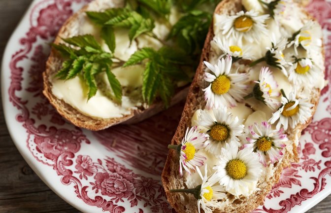 Leckeres Unkraut: Giersch und Gänseblümchen.<span class='image-autor'>Foto: Adobe Stock/Madeleine Steinbach</span>