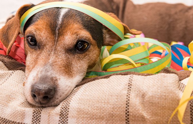 So wünschen sich viele Hundebesitzer ihren Hund an Silvester: ruhig und entspannt.<span class='image-autor'>Foto: IMAGO/Depositphotos/Copyright: xthaka11x via imago-i</span>