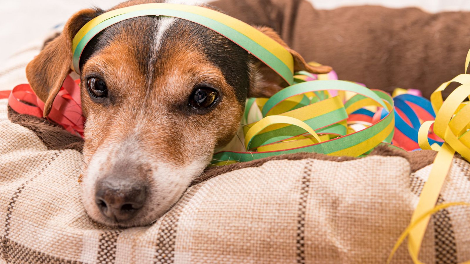 So wünschen sich viele Hundebesitzer ihren Hund an Silvester: ruhig und entspannt.Foto: IMAGO/Depositphotos/Copyright: xthaka11x via imago-i So wünschen sich viele Hundebesitzer ihren Hund an Silvester: ruhig und entspannt.Foto: IMAGO/Depositphotos/Copyright: xthaka11x via imago-i