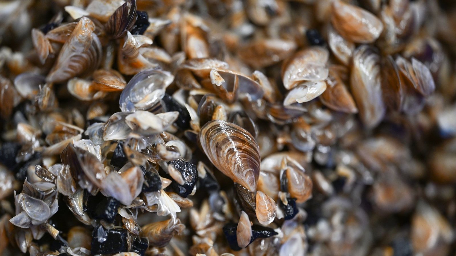 Die kleinen Muscheln entwickeln sich zum Problemfall. (Archivbild)Foto: Felix Kästle/dpa