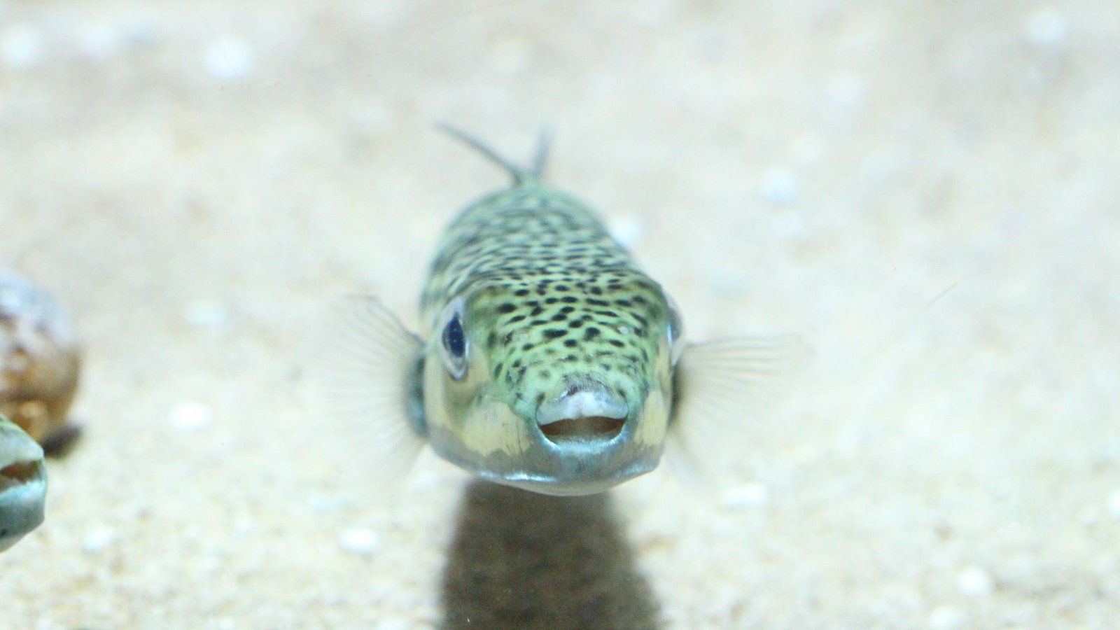 Der recht unscheinbare Hasenkopf-Kugelfisch, der gewöhnlich etwa 40 Zentimeter lang und 9 Kilogramm schwer ist, stammt eigentlich aus dem Indischen Ozean und dem Pazifik. Durch den Suezkanal wanderte er ins Mittelmeer ein, wo er erstmals 2003 nachgewiesen wurde.Foto: -/Gerasimos Kondylatos/dpa Der recht unscheinbare Hasenkopf-Kugelfisch, der gewöhnlich etwa 40 Zentimeter lang und 9 Kilogramm schwer ist, stammt eigentlich aus dem Indischen Ozean und dem Pazifik. Durch den Suezkanal wanderte er ins Mittelmeer ein, wo er erstmals 2003 nachgewiesen wurde.Foto: -/Gerasimos Kondylatos/dpa
