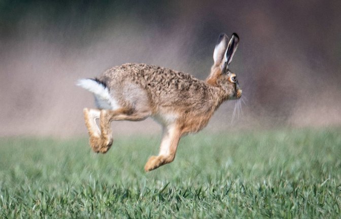 Feldhasen  und Kaninchen sind am stärksten von der Krankheit betroffen.<span class='image-autor'>Foto: dpa/Boris Roessler</span>