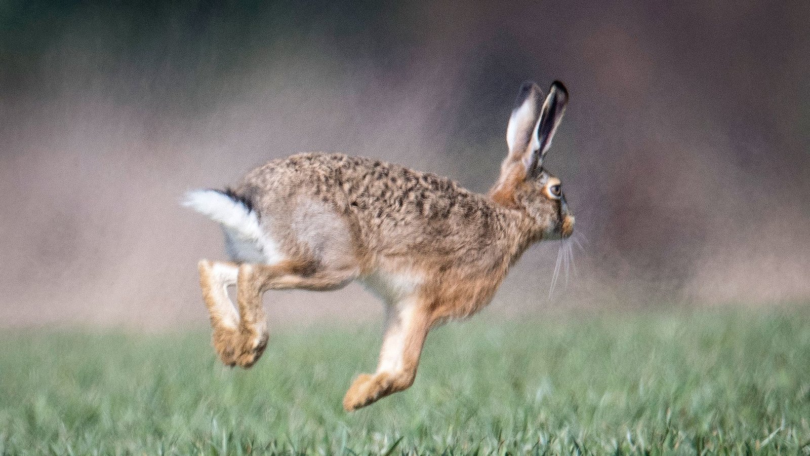 Feldhasen und Kaninchen sind am stärksten von der Krankheit betroffen.Foto: dpa/Boris Roessler Feldhasen und Kaninchen sind am stärksten von der Krankheit betroffen.Foto: dpa/Boris Roessler