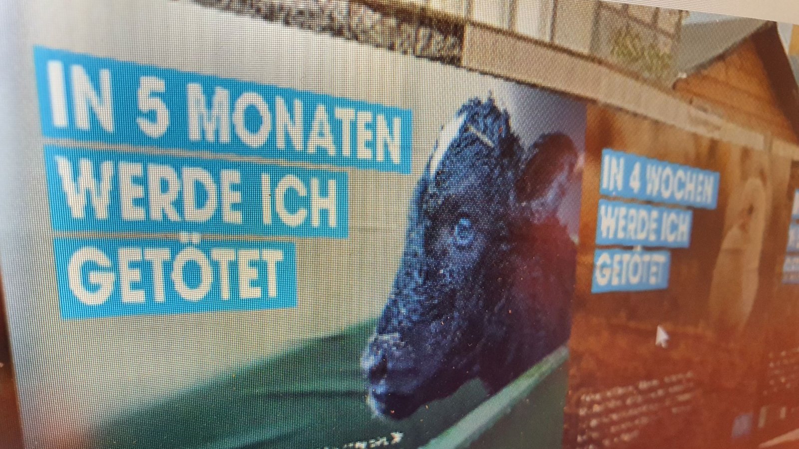 Die Tierrechtsorganisation Peta steht hinter vielen Anti-Fleisch-Demonstrationen.Foto: privat
