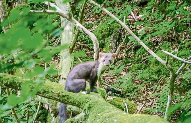 Im Wald bei Steinmarder und Co wär’s jetzt schön kühl. Foto: Mede