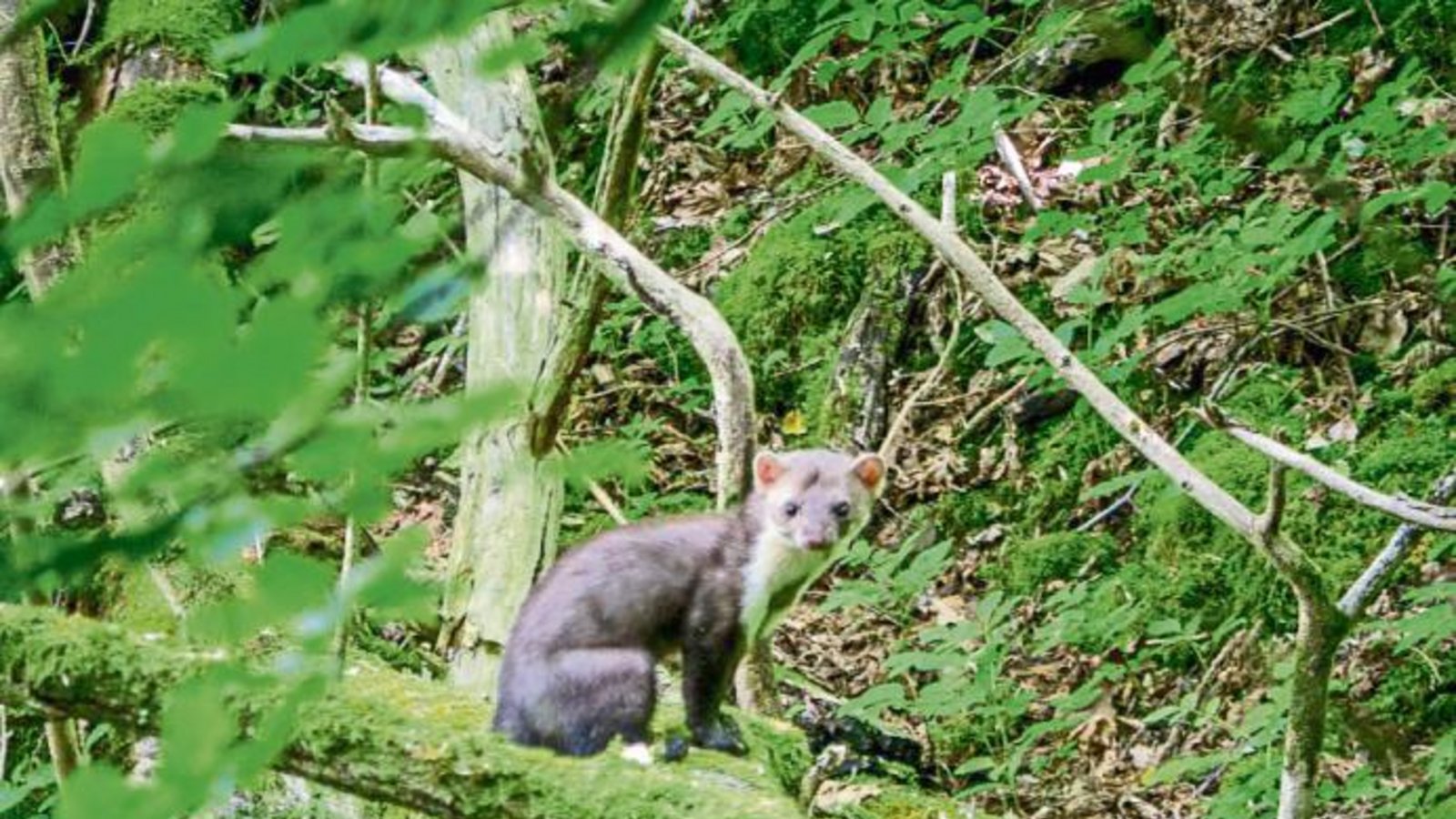 Im Wald bei Steinmarder und Co wär’s jetzt schön kühl. Foto: Mede