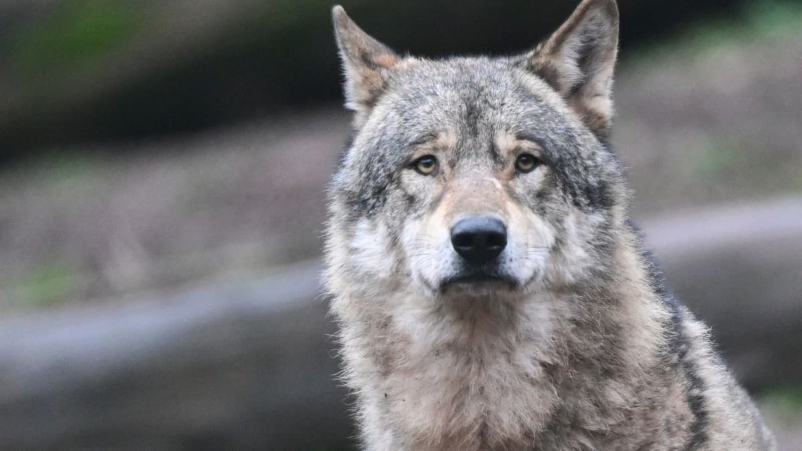Letzte Chance für den Hornisgrindewolf? (Symbolfoto)Bernd Weißbrod/dpa Letzte Chance für den Hornisgrindewolf? (Symbolfoto)Bernd Weißbrod/dpa