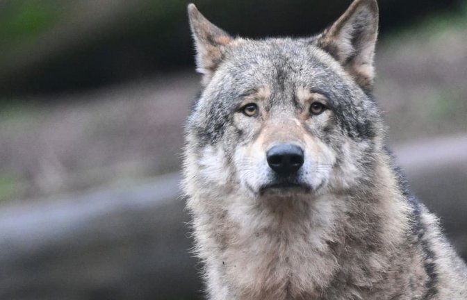 Letzte Chance für den Hornisgrindewolf? (Symbolfoto)<span class='image-autor'>Bernd Weißbrod/dpa</span>