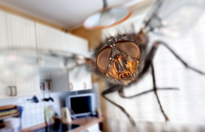 So werden Sie die Fliegen los.<span class='image-autor'>Foto: Andrei Armiagov / shutterstock.com</span>