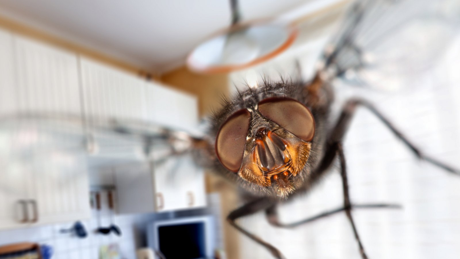 So werden Sie die Fliegen los.Foto: Andrei Armiagov / shutterstock.com So werden Sie die Fliegen los.Foto: Andrei Armiagov / shutterstock.com