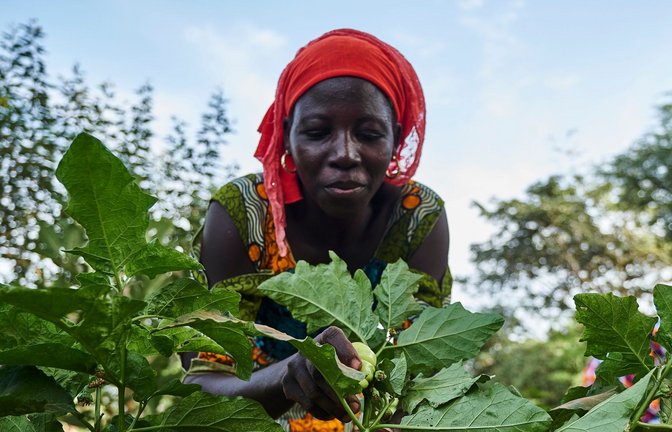 Eine Landwirtin arbeitet auf dem Feld im Rahmen eines Waldgartenprojekts von Trees for the Future in Kaffrine (Senegal).<span class='image-autor'>Foto: Xaume Olleros/Trees for the Future/dpa</span>