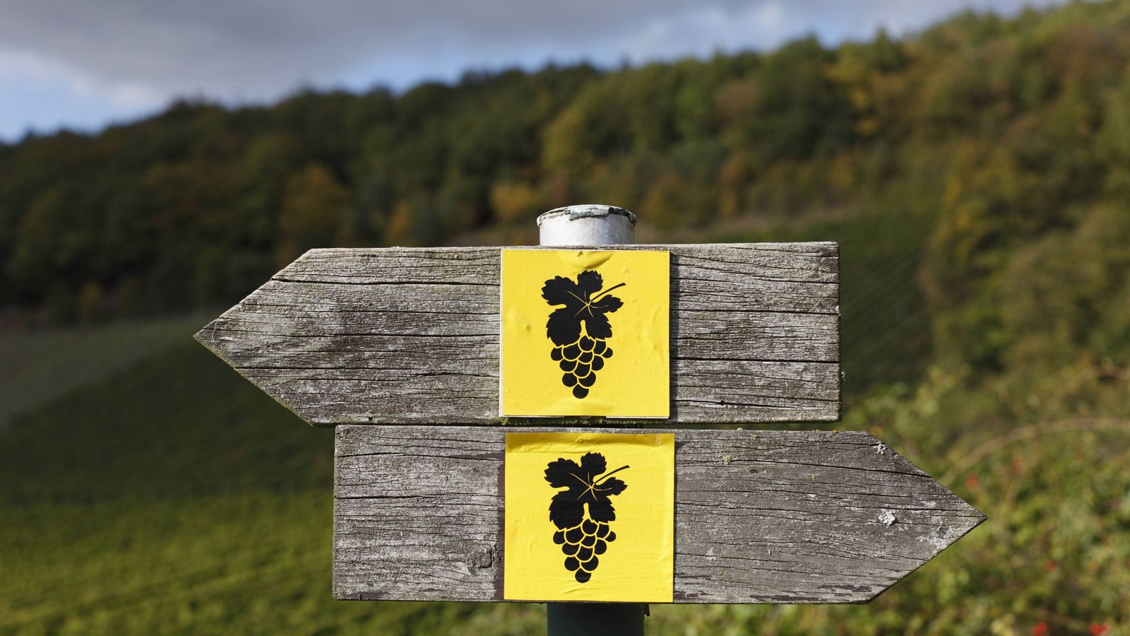 Routen für Weinwanderungen in Baden-Württemberg gibt es einige. Wir haben ein paar schöne rausgesucht. (Symbolbild)Foto: imago/Westend61/imago stock&people Routen für Weinwanderungen in Baden-Württemberg gibt es einige. Wir haben ein paar schöne rausgesucht. (Symbolbild)Foto: imago/Westend61/imago stock&people