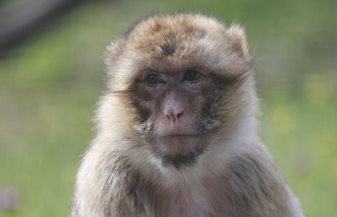 Ein Berberaffe in einem Gehege im Zoo. In Oberuhldingen  war ein solches Exemplar neben der Bundesstraße entdeckt worden.<span class='image-autor'>Foto: dpa/Matthias Bein</span>
