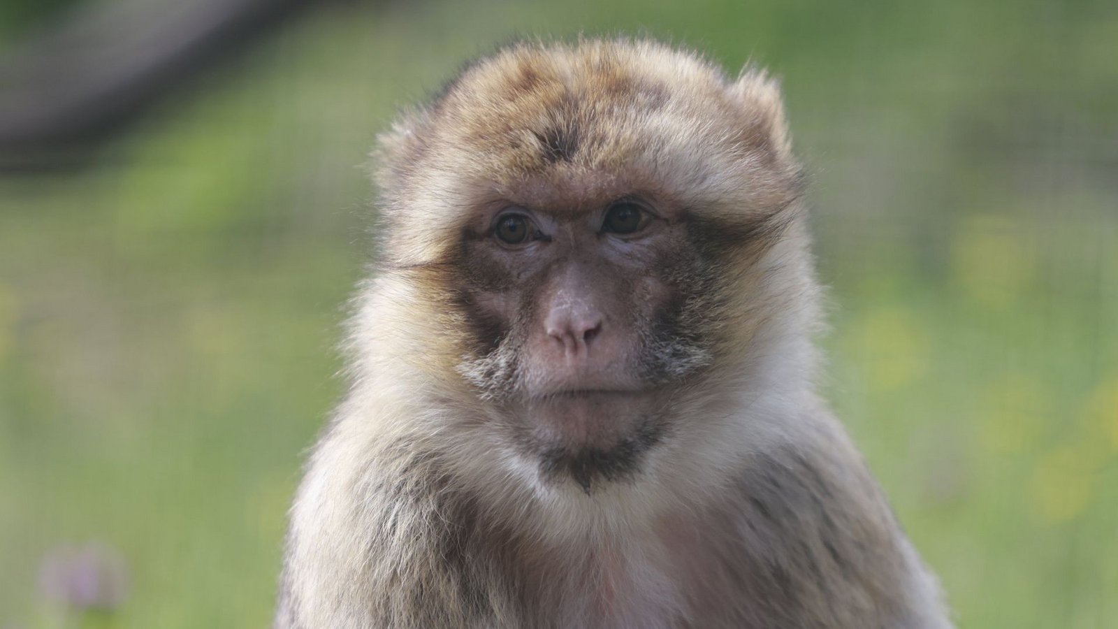 Ein Berberaffe in einem Gehege im Zoo. In Oberuhldingen  war ein solches Exemplar neben der Bundesstraße entdeckt worden.Foto: dpa/Matthias Bein