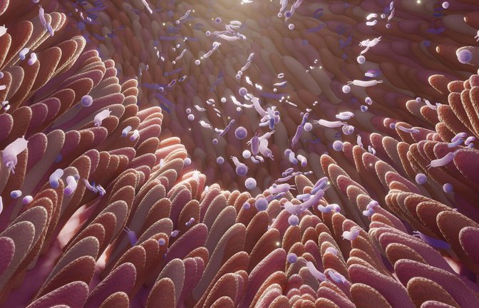 Das Darm-Mikrobiom ist ein natürlicher Schutz, das durch Antibiotika gestört werde kann, mit denen bei einer Therapie das Wachstum krankheitserregender Bakterien gehemmt werden soll.<span class='image-autor'>Foto: Imago/Imagebroker</span>