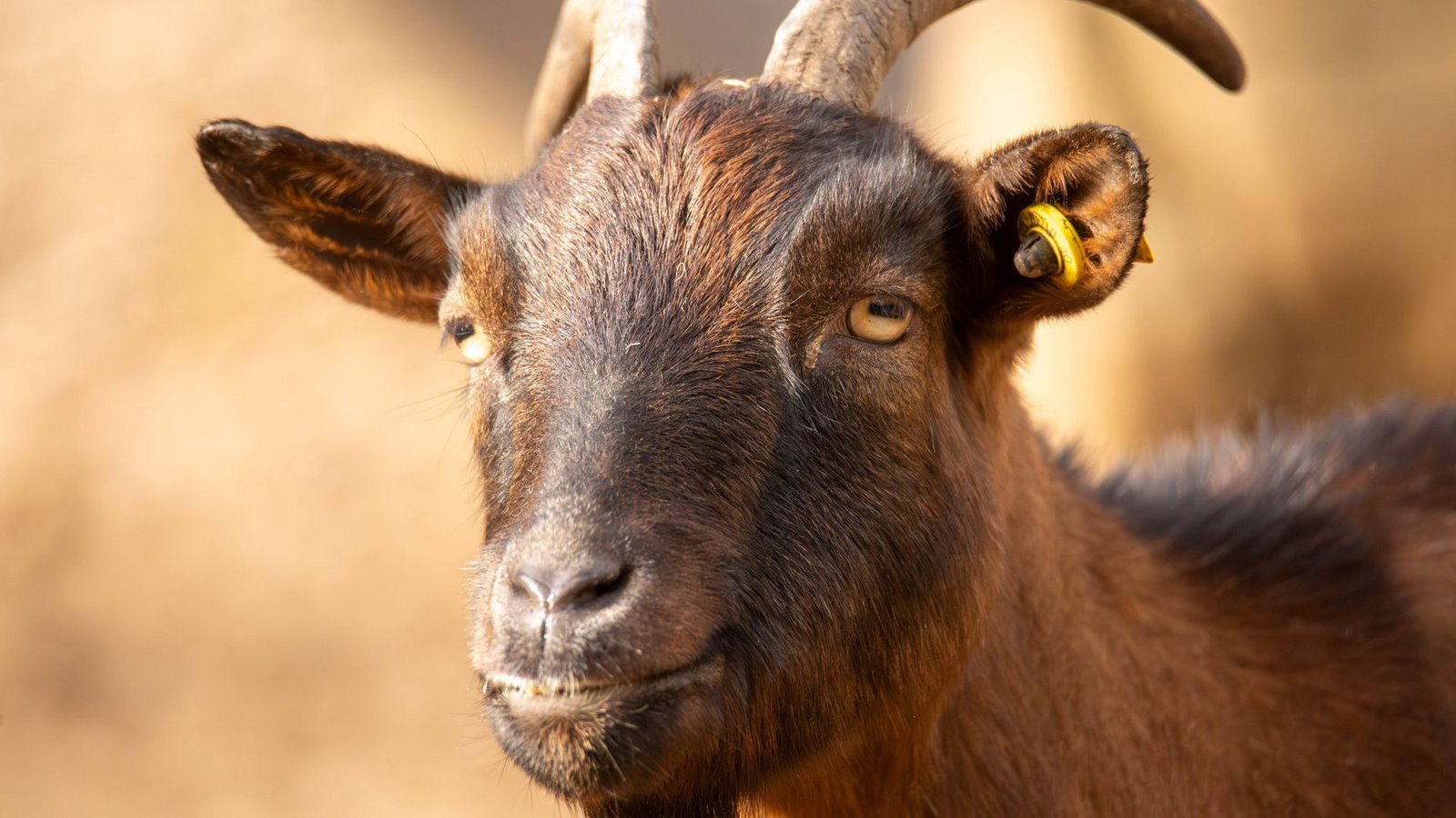 Jedes Jahr bringt ein frisch vermähltes Ehepaar aus Lambrecht einen Geißbock nach Deidesheim, wo er dann versteigert wird.Foto: Imago/Herrmann Agenturfotografie Jedes Jahr bringt ein frisch vermähltes Ehepaar aus Lambrecht einen Geißbock nach Deidesheim, wo er dann versteigert wird.Foto: Imago/Herrmann Agenturfotografie