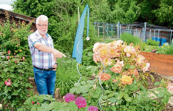 Hier hat Harri Maly den richtigen Standort für seine geliebten Rosen gefunden. Fotos: Gergen