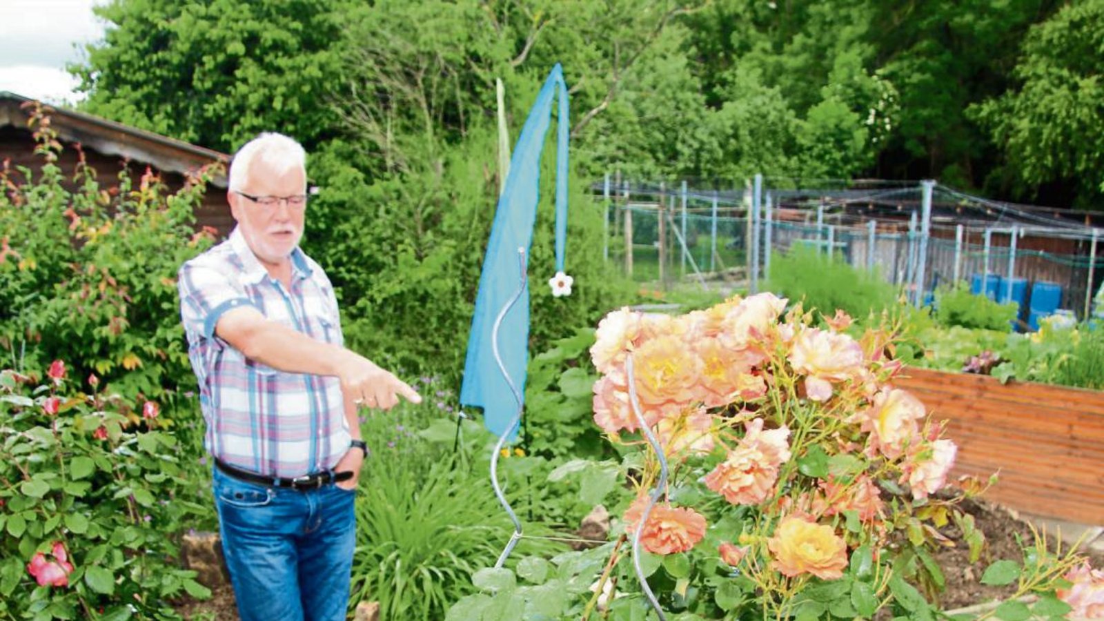 Hier hat Harri Maly den richtigen Standort für seine geliebten Rosen gefunden. Fotos: Gergen