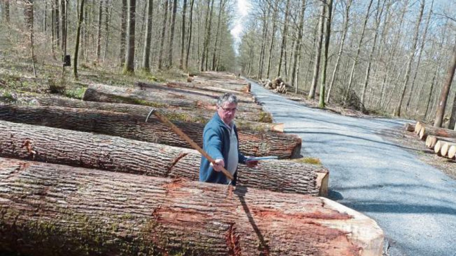 Der Pflanzschulweg im Bartenberg von Kleinglattbach ist wieder zum mächtigen Holzlager geworden. Die besten Eichenstämme aus dem gesamten Landkreis Ludwigsburg werden hier (und im Pulverdinger Holz) zentral zum Kauf angeboten. Submission ist am 15. April. Dieser Holzexperte aus Frankreich ist vor allem an Stämmen interessiert, die sich für den Bau von Barriquefässern eignen.  Foto: Arning