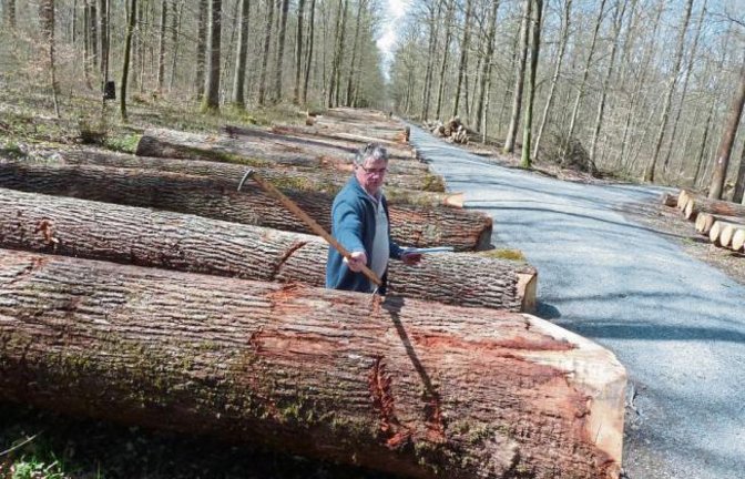 Der Pflanzschulweg im Bartenberg von Kleinglattbach ist wieder zum mächtigen Holzlager geworden. Die besten Eichenstämme aus dem gesamten Landkreis Ludwigsburg werden hier (und im Pulverdinger Holz) zentral zum Kauf angeboten. Submission ist am 15. April. Dieser Holzexperte aus Frankreich ist vor allem an Stämmen interessiert, die sich für den Bau von Barriquefässern eignen.  Foto: Arning