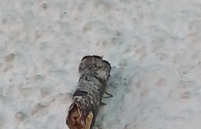 Der Falter des Mondvogels (Foto: J. Rücker) und die Raupe des Mittleren Weinschwärmers aus Horrheim (Foto: p). 